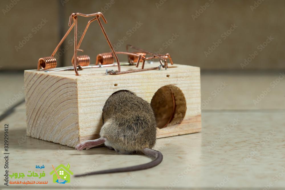 مكافحة الفئران بجازان