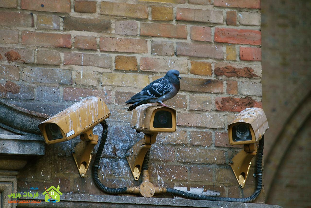 camera, spy, pigeon-712122.jpg
