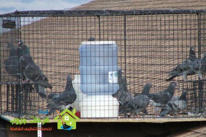 رقم جوال شركة تركيب طارد الحمام بالشاطئ