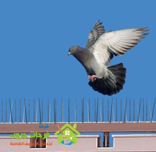 ارخص شركة تركيب طارد الحمام بالخبر